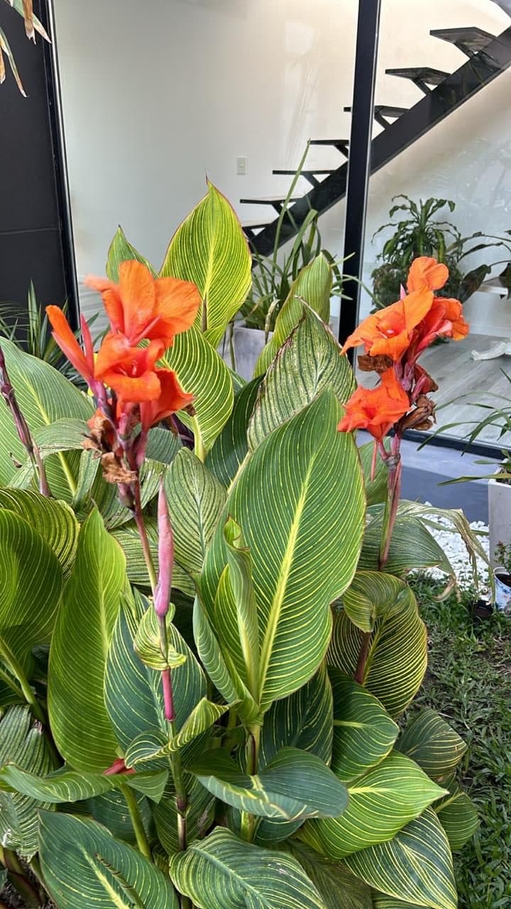 Achiras naranjas en flor contra el frente de una casa