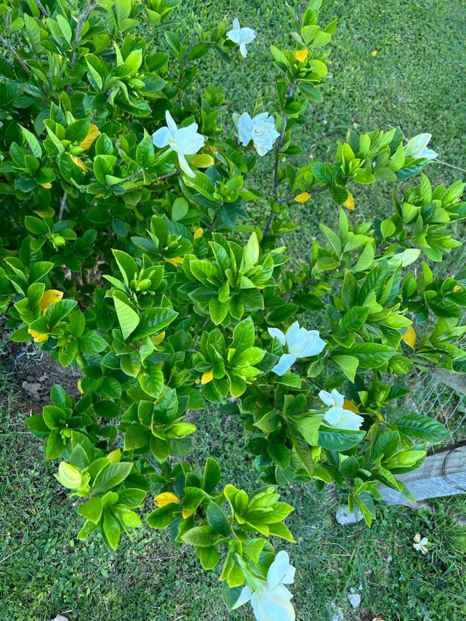 Jazmín del cabo en flor en un jardín de Zona Norte