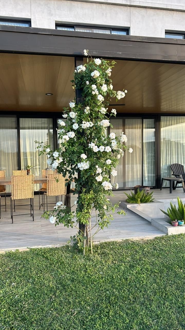 Rosal Iceberg de flores blancas guiado sobre una columna de la galería