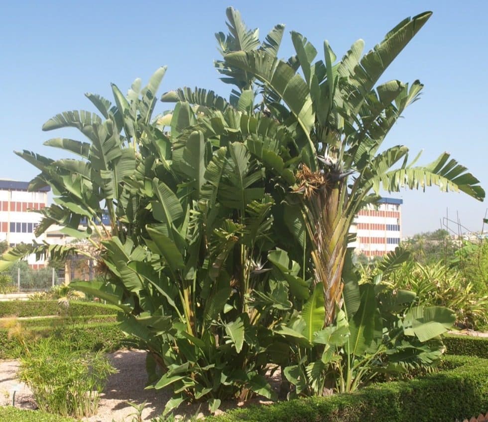 Mata grande de Strelitzia nicolai en un cantero